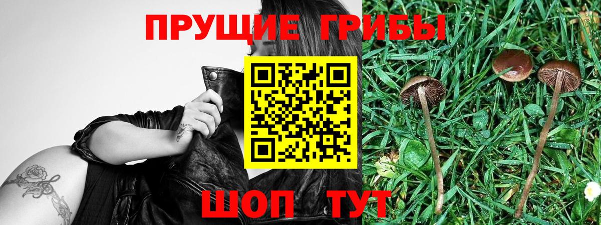 Псилоцибиновые грибы GOLDEN TEACHER Тайшет